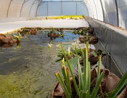 Image result for Pseudomyxus capensis