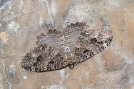 Attēlu rezultāti vaicājumam “Triphosa dubitata”