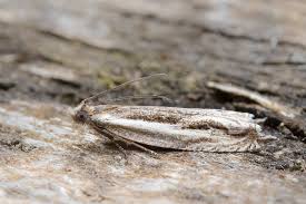 Attēlu rezultāti vaicājumam “Ancylis apicella”