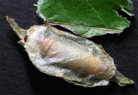 Attēlu rezultāti vaicājumam “Comatricha elegans stalked”