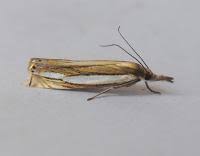 Attēlu rezultāti vaicājumam “Crambus silvella”