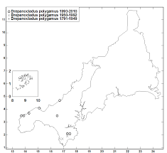 Attēlu rezultāti vaicājumam “Drepanocladus polygamus”