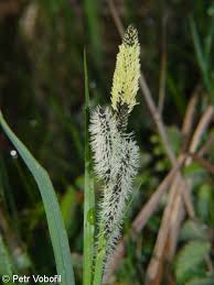 Attēlu rezultāti vaicājumam “Carex acuta leaf”