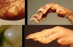 Attēlu rezultāti vaicājumam “Rodentia”