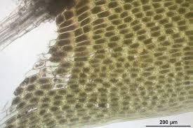 Attēlu rezultāti vaicājumam “Bryum weigelii”