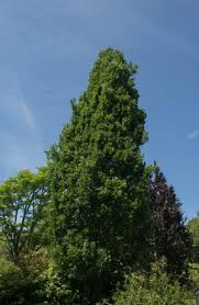 Attēlu rezultāti vaicājumam “Quercus robur Fastigiata leaf”