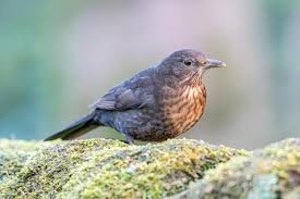 Attēlu rezultāti vaicājumam “Turdus merula female”