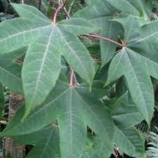 Attēlu rezultāti vaicājumam “Juglans x sinensis fruit”