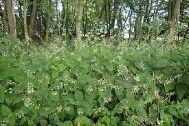 Attēlu rezultāti vaicājumam “Circaea lutetiana”