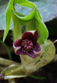 Attēlu rezultāti vaicājumam “Asarum europaeum flower”