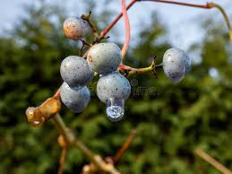 Attēlu rezultāti vaicājumam “Celastrus flagellaris”