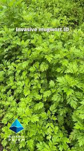 Attēlu rezultāti vaicājumam “Artemisia vulgaris bud”