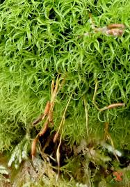 Attēlu rezultāti vaicājumam “Tortella inclinata”