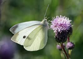 Attēlu rezultāti vaicājumam “Pieris rapae female”