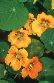 Image result for Tropaeolum majes