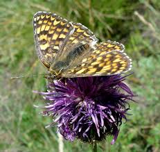Attēlu rezultāti vaicājumam “Melitaea phoebe”