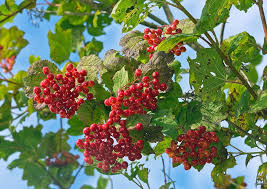 Attēlu rezultāti vaicājumam “Viburnum opulus fruit”