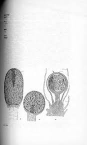 Attēlu rezultāti vaicājumam “Jungermannia sphaerocarpa sporophyte”
