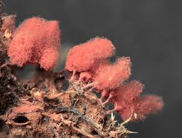 Attēlu rezultāti vaicājumam “Arcyria incarnata”