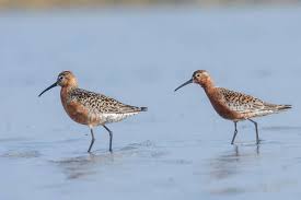 Attēlu rezultāti vaicājumam “Calidris ferruginea”
