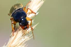 Attēlu rezultāti vaicājumam “Pseudoophonus rufipes”