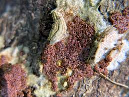 Attēlu rezultāti vaicājumam “Comatricha ellae spores”