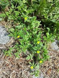 Attēlu rezultāti vaicājumam “Potentilla supina”