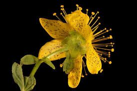 Attēlu rezultāti vaicājumam “Hypericum maculatum flower”