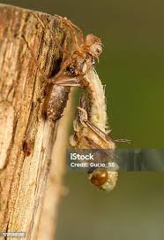 Attēlu rezultāti vaicājumam “Libellula quadrimaculata larva”