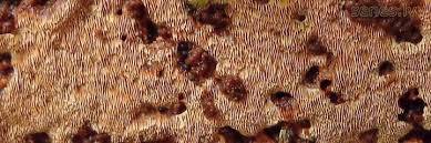 Attēlu rezultāti vaicājumam “Junghuhnia collabens”