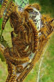 Attēlu rezultāti vaicājumam “Agelastica alni larva”