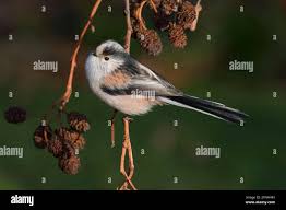 Attēlu rezultāti vaicājumam “Aegithalos caudatus adult”