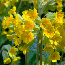 Image result for Primula veris