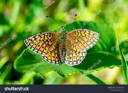 Attēlu rezultāti vaicājumam “Boloria eunomia”