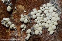 Attēlu rezultāti vaicājumam “Diderma globosum”