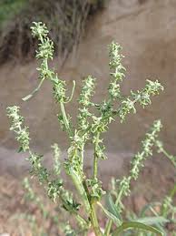 Attēlu rezultāti vaicājumam “Atriplex littoralis leaf”