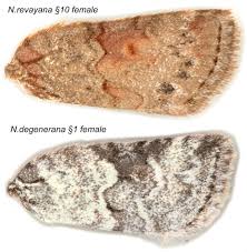 Attēlu rezultāti vaicājumam “Nycteola degenerana”