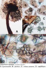 Attēlu rezultāti vaicājumam “Didymium nigripes”