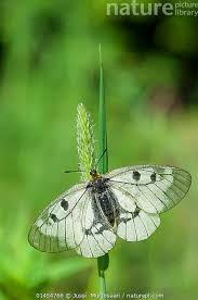 Attēlu rezultāti vaicājumam “Parnassius mnemosyne underside”