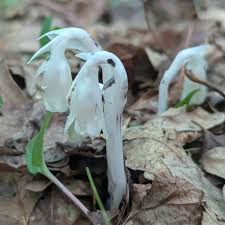 Attēlu rezultāti vaicājumam “Plantago uniflora”