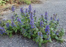 Attēlu rezultāti vaicājumam “Ajuga genevensis”