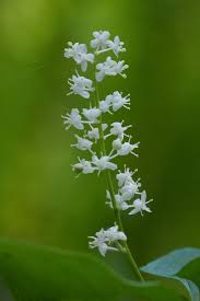 Attēlu rezultāti vaicājumam “Maianthemum bifolium leaf”