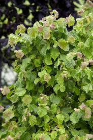 Attēlu rezultāti vaicājumam “Corylus avellana”