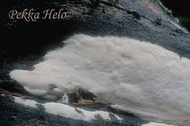 Attēlu rezultāti vaicājumam “Antrodia pulvinascens”