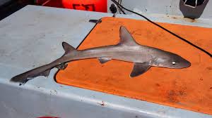 Image result for Mustelus canis