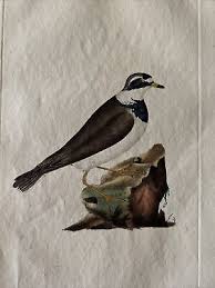 Attēlu rezultāti vaicājumam “Charadrius hiaticula”