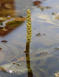 Attēlu rezultāti vaicājumam “Potamogeton lucens leaf”