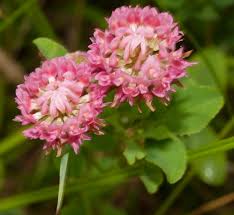 Attēlu rezultāti vaicājumam “Trifolium hybridum flower”