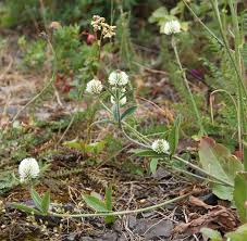 Attēlu rezultāti vaicājumam “Trifolium montanum”