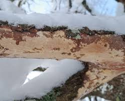 Attēlu rezultāti vaicājumam “Vuilleminia comedens”